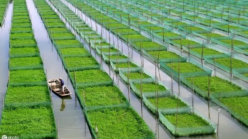 绿色食品认证申报材料：关键要素与申报流程