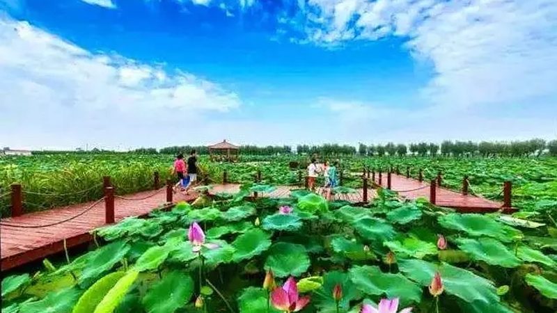 农资经营许可证视频教程背后的三个实操真相