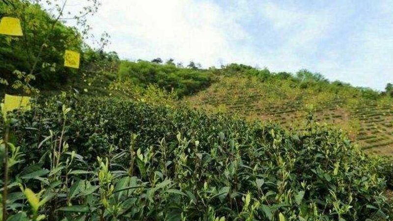 农产品批发市场分拣配送流程优化：揭秘高效供应链背后的秘密