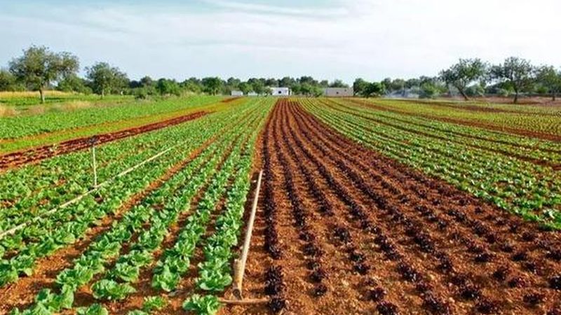 合作社如何让农户种植项目真正落地见效