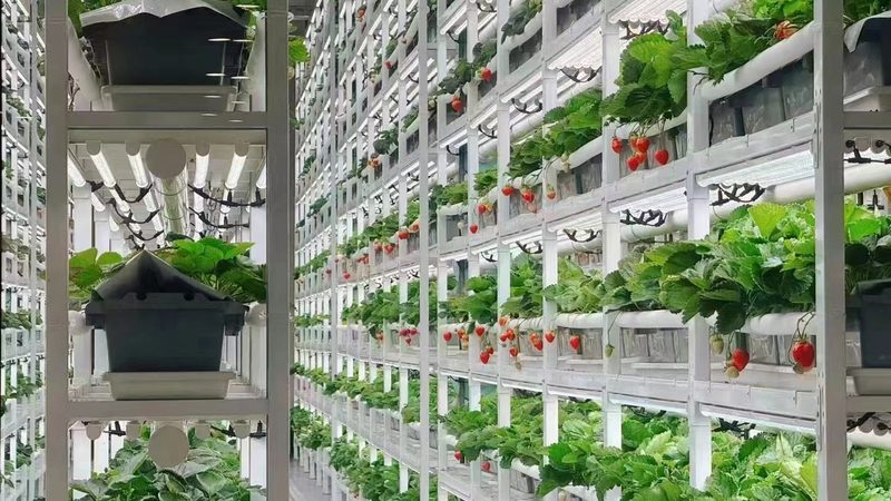 水果种植合作社投资回报周期解析
